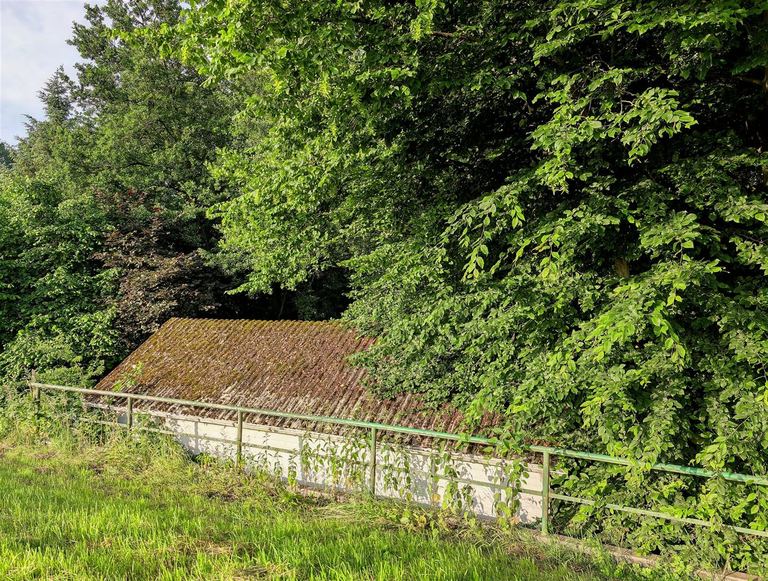 Dense brush and trees overtaking a New Jersey property